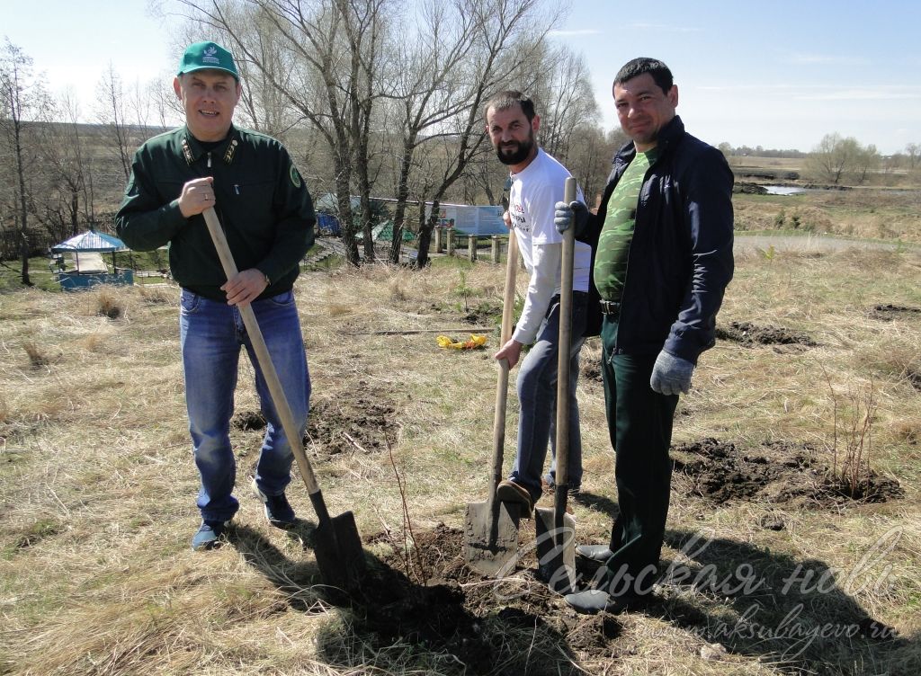 Во Всероссийский день леса в Аксубаевском районе посадили полторы тысячи саженцев