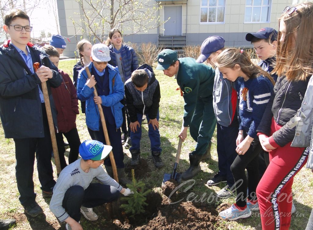 Во Всероссийский день леса в Аксубаевском районе посадили полторы тысячи саженцев