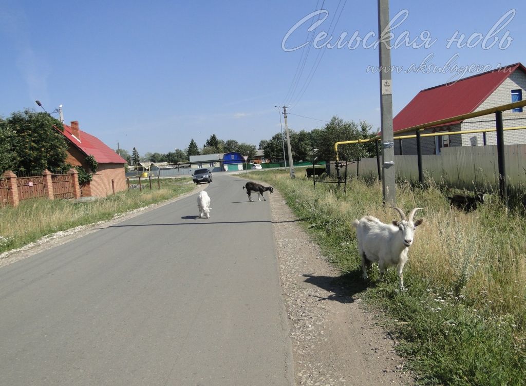 Проблема с козами в Аксубаеве остается и по сей день