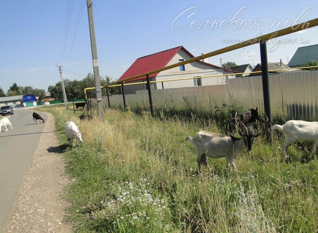 Проблема с козами в Аксубаеве остается и по сей день