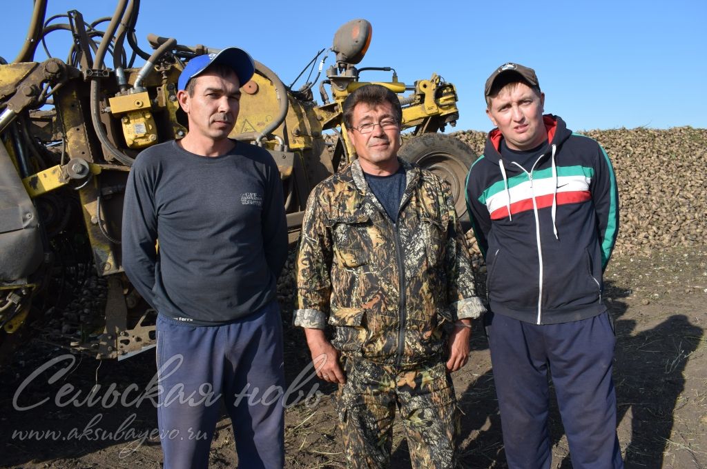 В Аксубаевском районе идет уборка сахарной свеклы