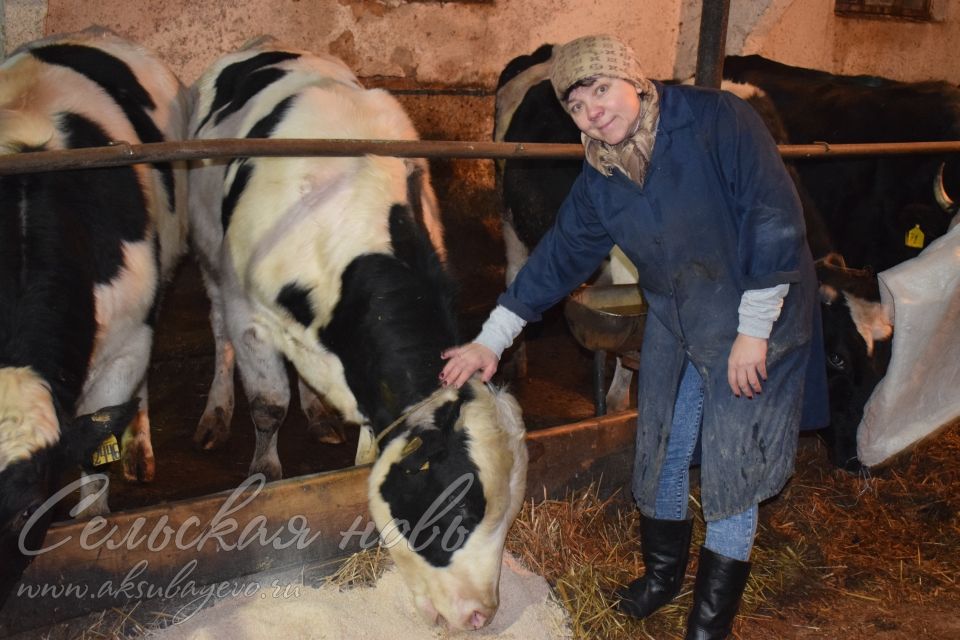Аксубаевский журналист меняет профессию: так ли страшен труд животновода, как его малюют