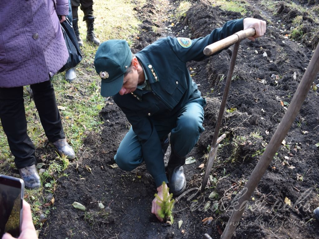 "Неделя леса" в Аксубаевском районе:  вместе с лесниками деревья сажали коллективы редакции и страховой компании