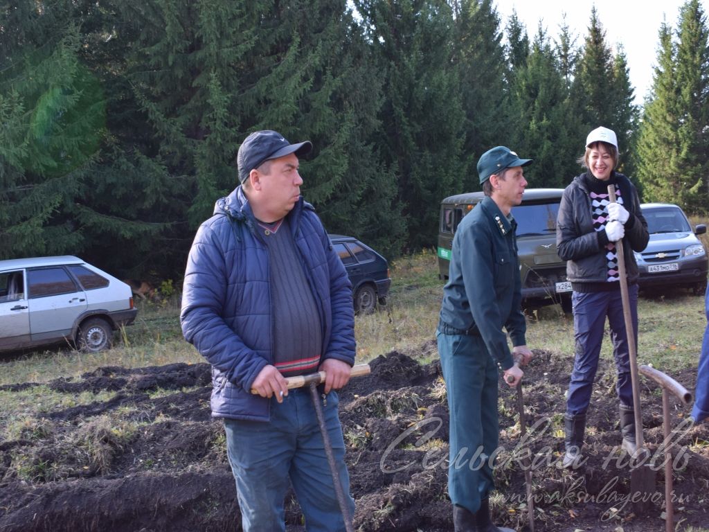 "Неделя леса" в Аксубаевском районе:  вместе с лесниками деревья сажали коллективы редакции и страховой компании