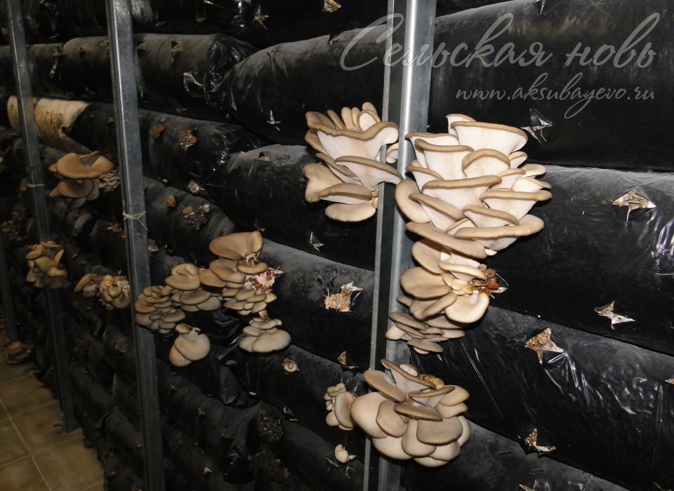 Вместо подснежников …  грибы и работа односельчанам