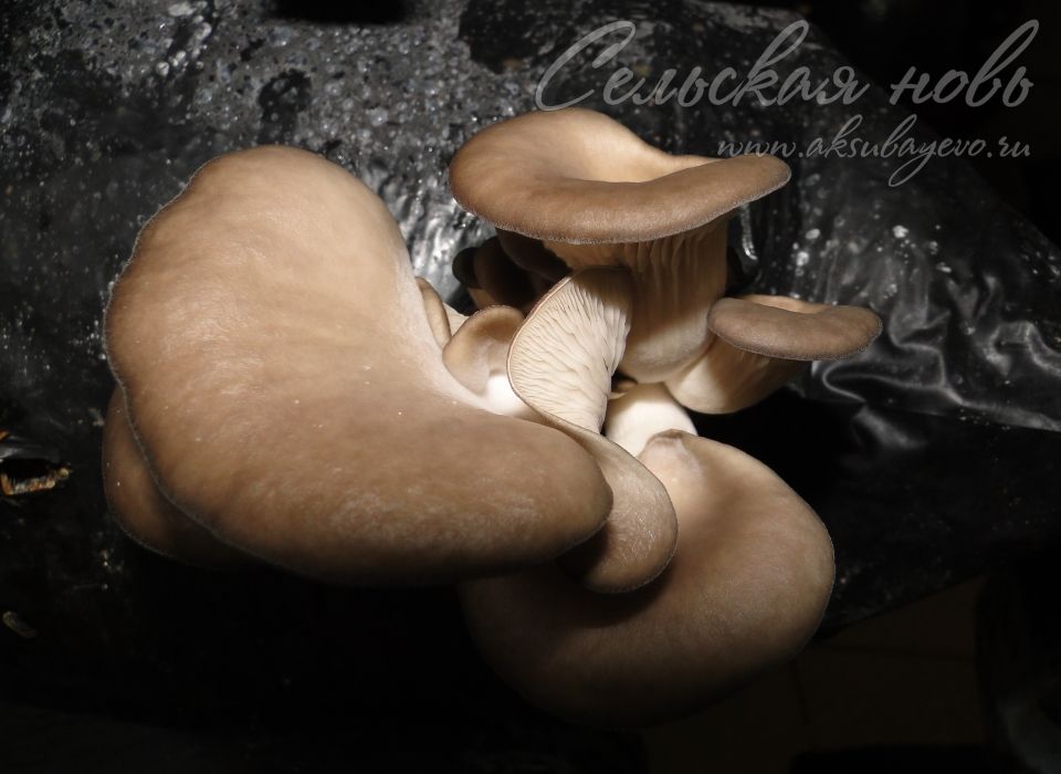 Вместо подснежников …  грибы и работа односельчанам