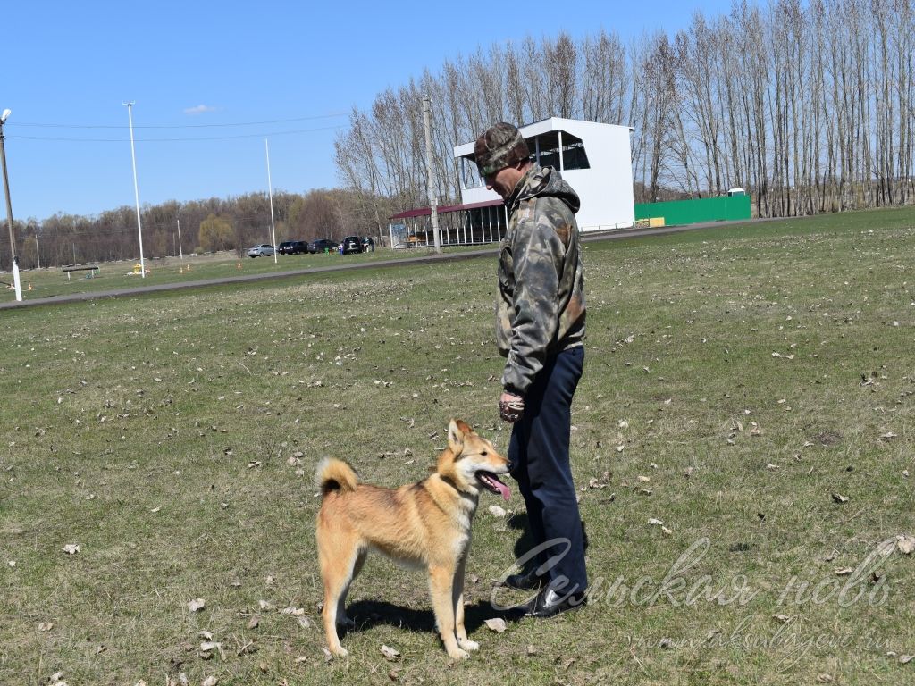 В Аксубаеве прошла ХVII межрайонная выставка собак