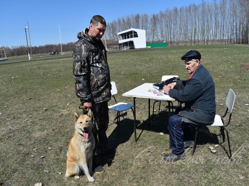 В Аксубаеве прошла ХVII межрайонная выставка собак