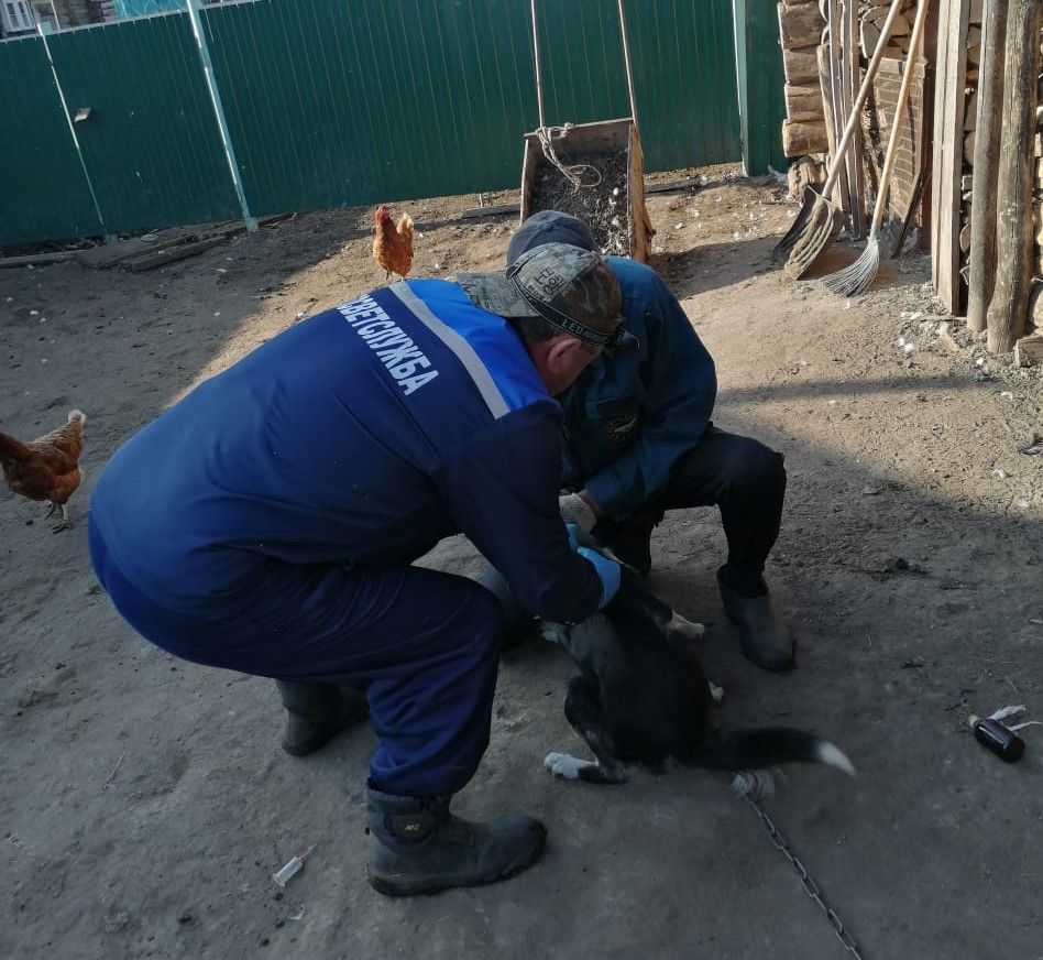 Аксубаевские ветеринары против вируса бешенства