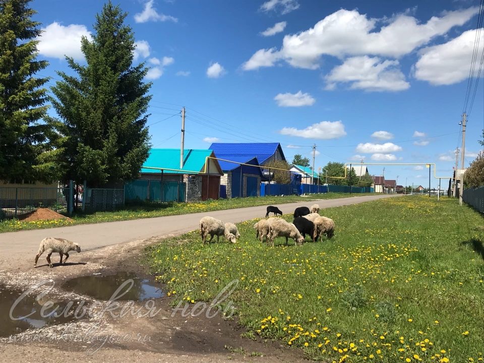 Домашние козы «захватили» клумбы и аллеи Аксубаева