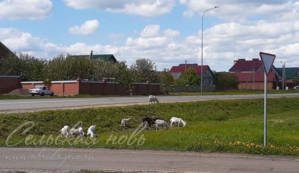 Домашние козы «захватили» клумбы и аллеи Аксубаева