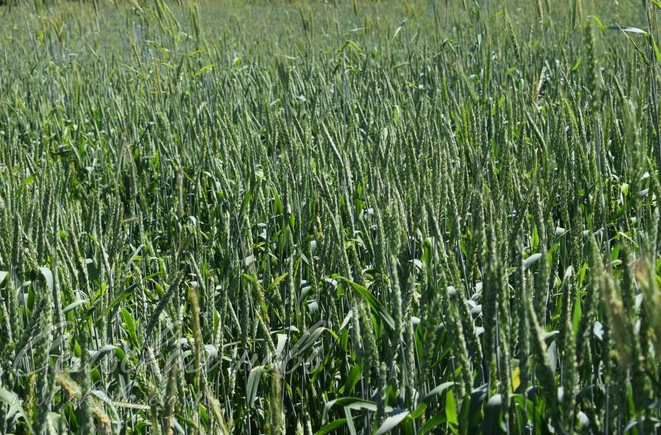 Аксубаевские растениеводы от озимой пшеницы ожидают хороший урожай