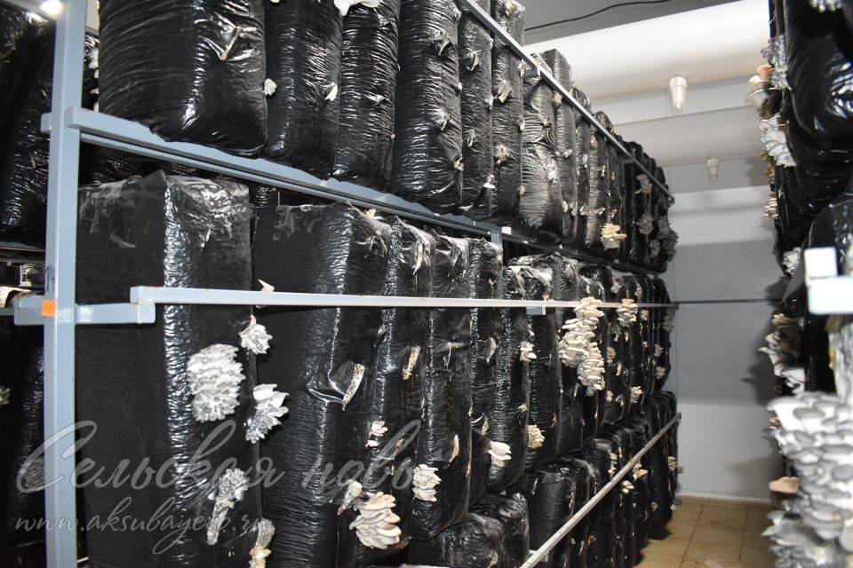 В КФХ Самаренкина собрали 700 килограммов грибов