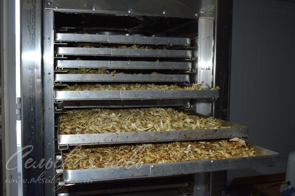 В КФХ Самаренкина собрали 700 килограммов грибов