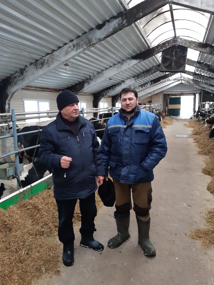 Без каникул: глава Аксубаевского района объезжает животноводческие фермы и встречается с животноводами