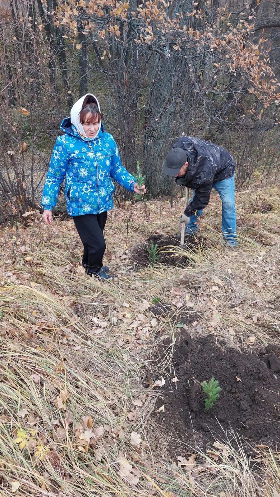 В Аксубаевском районе будет рукотворный лес