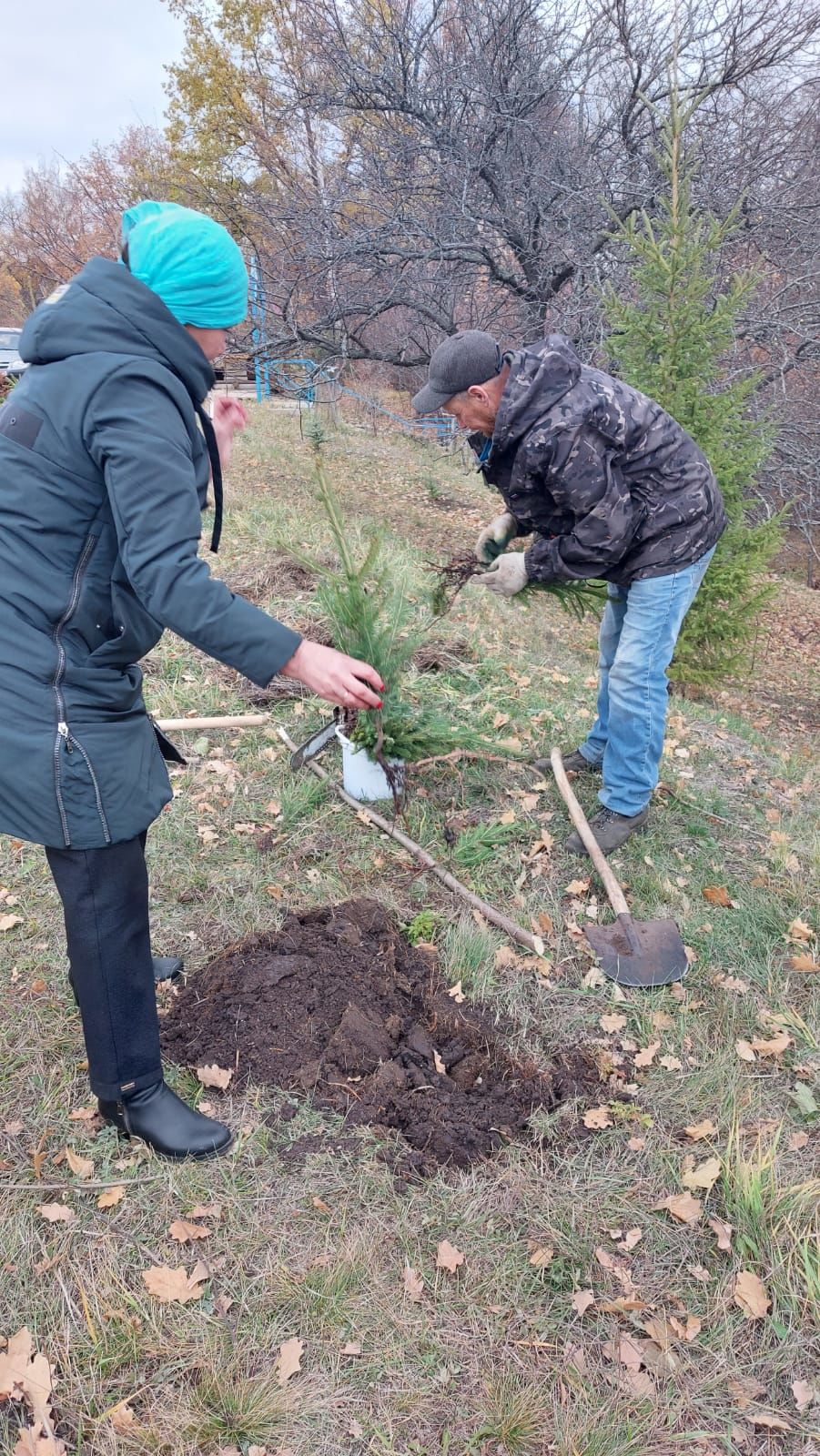 В Аксубаевском районе будет рукотворный лес