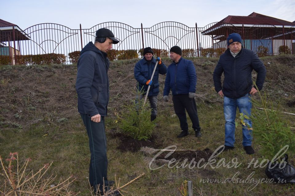 Парк Победы в Аксубаеве пополнился новыми деревьями