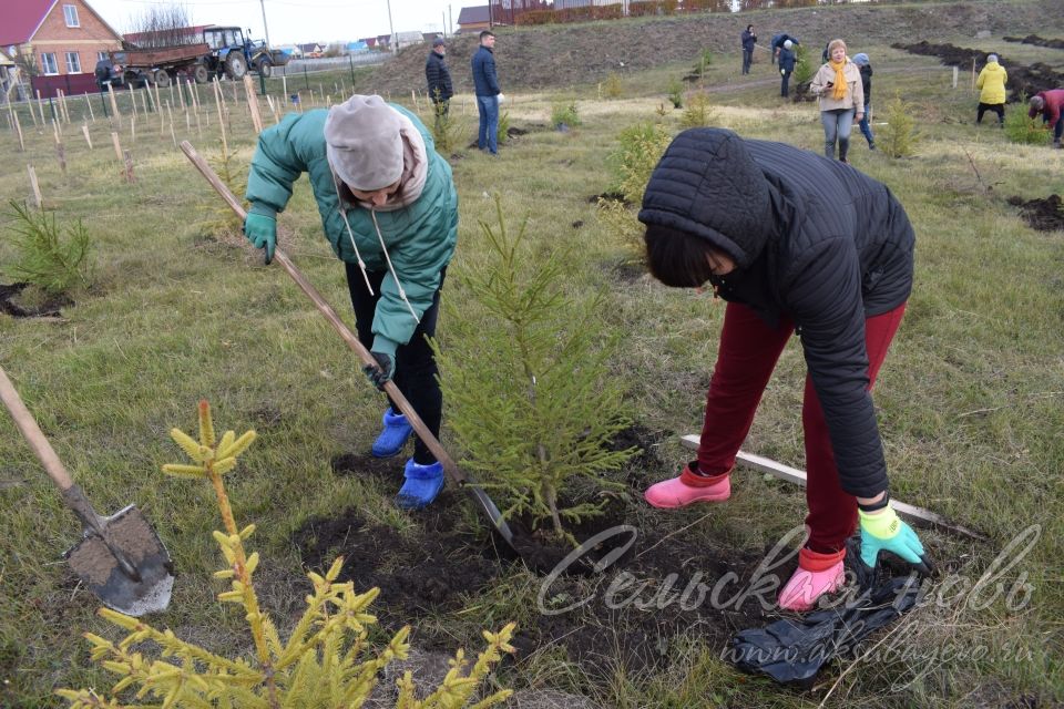 Парк Победы в Аксубаеве пополнился новыми деревьями