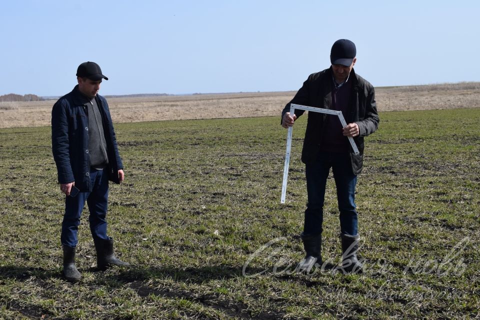 Специалисты Аксубаевского УСХиП и Россельхозцентра: «Озимые перезимовали благополучно»