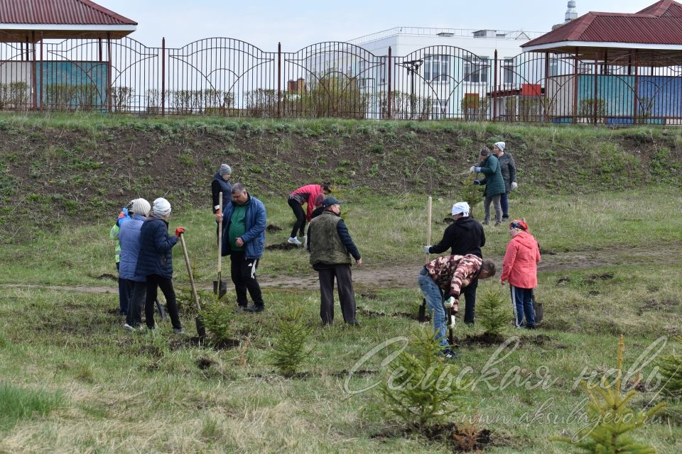 Международная акция «Сад памяти» в Аксубаеве продолжается