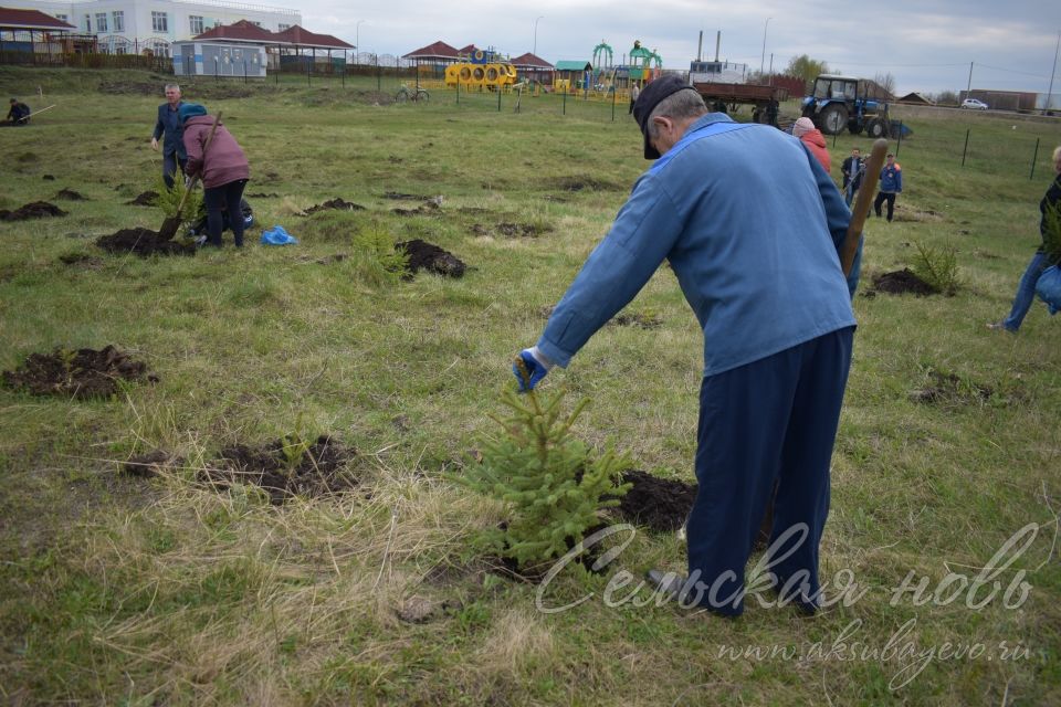 Международная акция «Сад памяти» в Аксубаеве продолжается