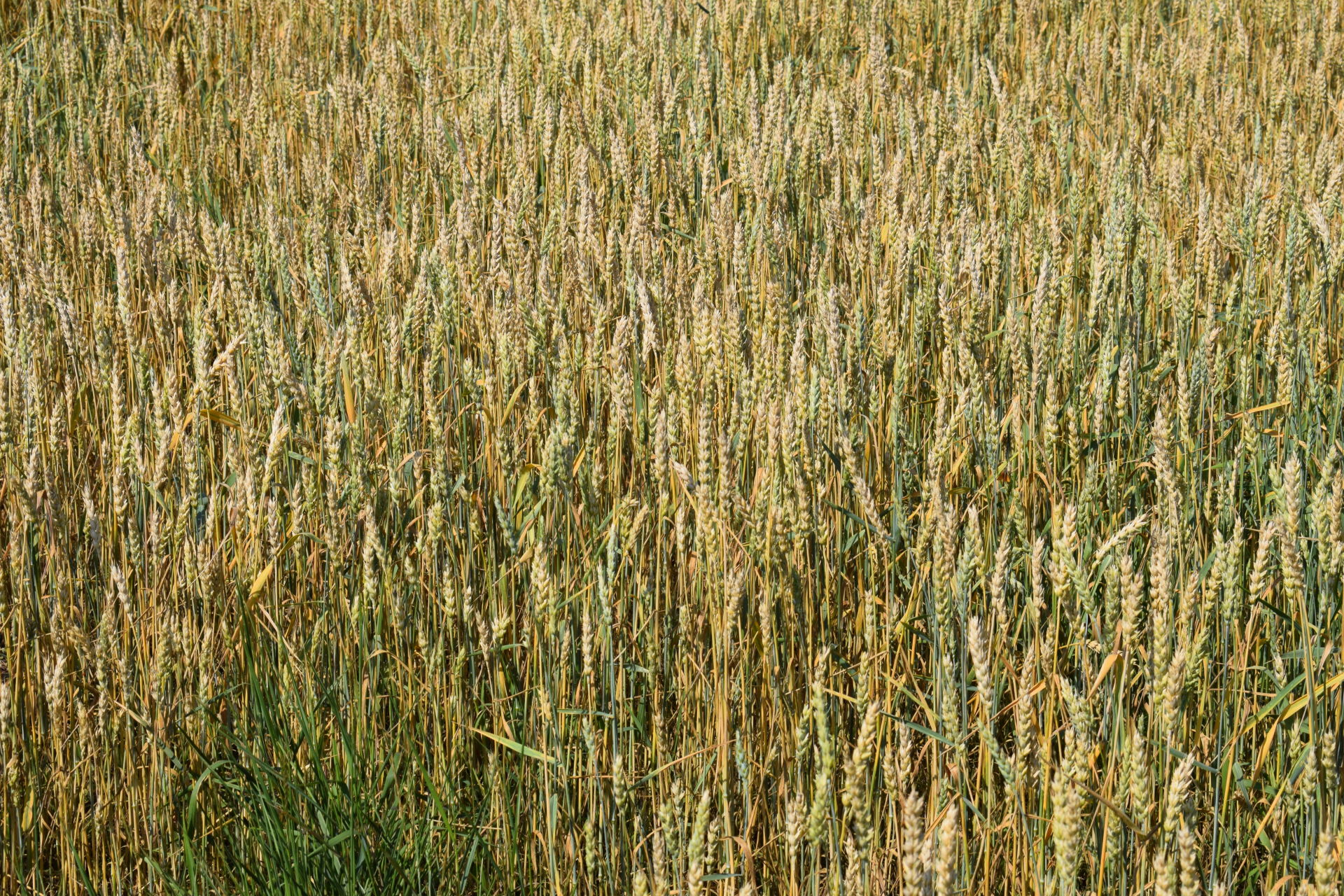 На аксубаевских полях яровая пшеница в стадии созревания