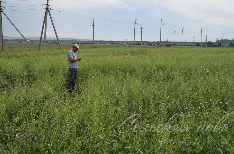 В Аксубаевском районе состояние зерновых удовлетворительное