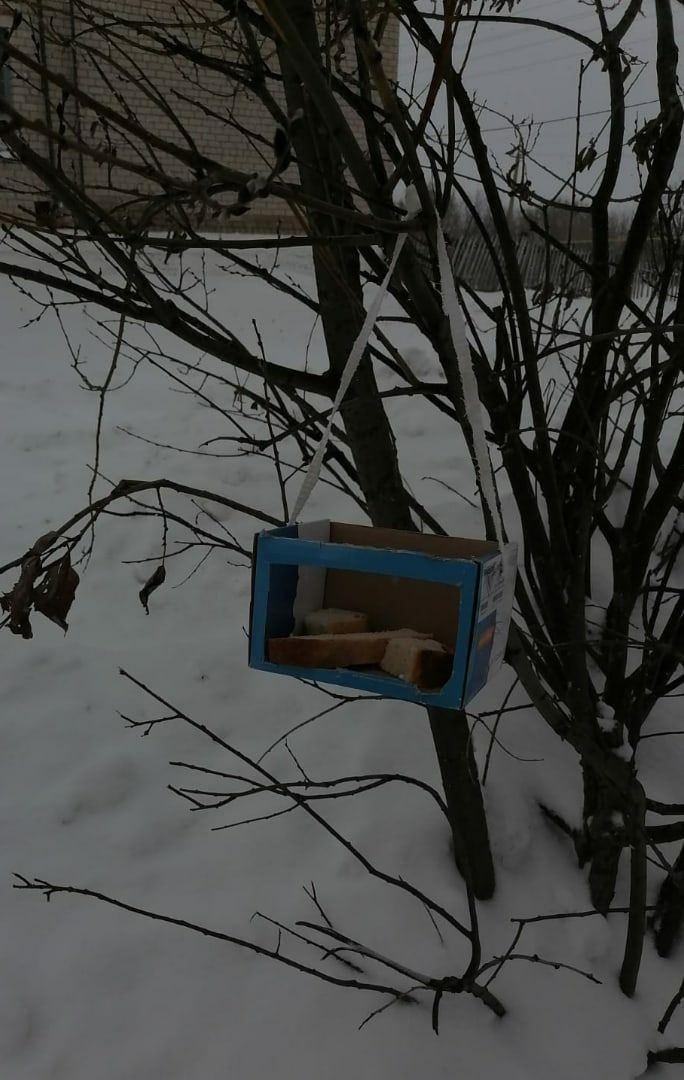 Аксубаевские юннаты кормят птиц зимой