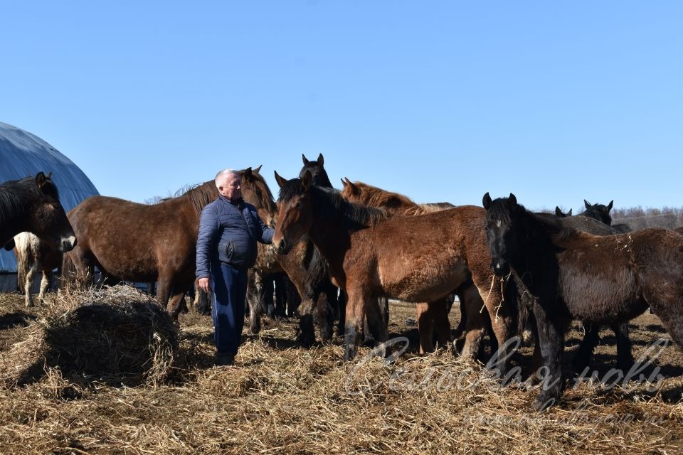 Аксубаевский фермер свой опыт передает детям