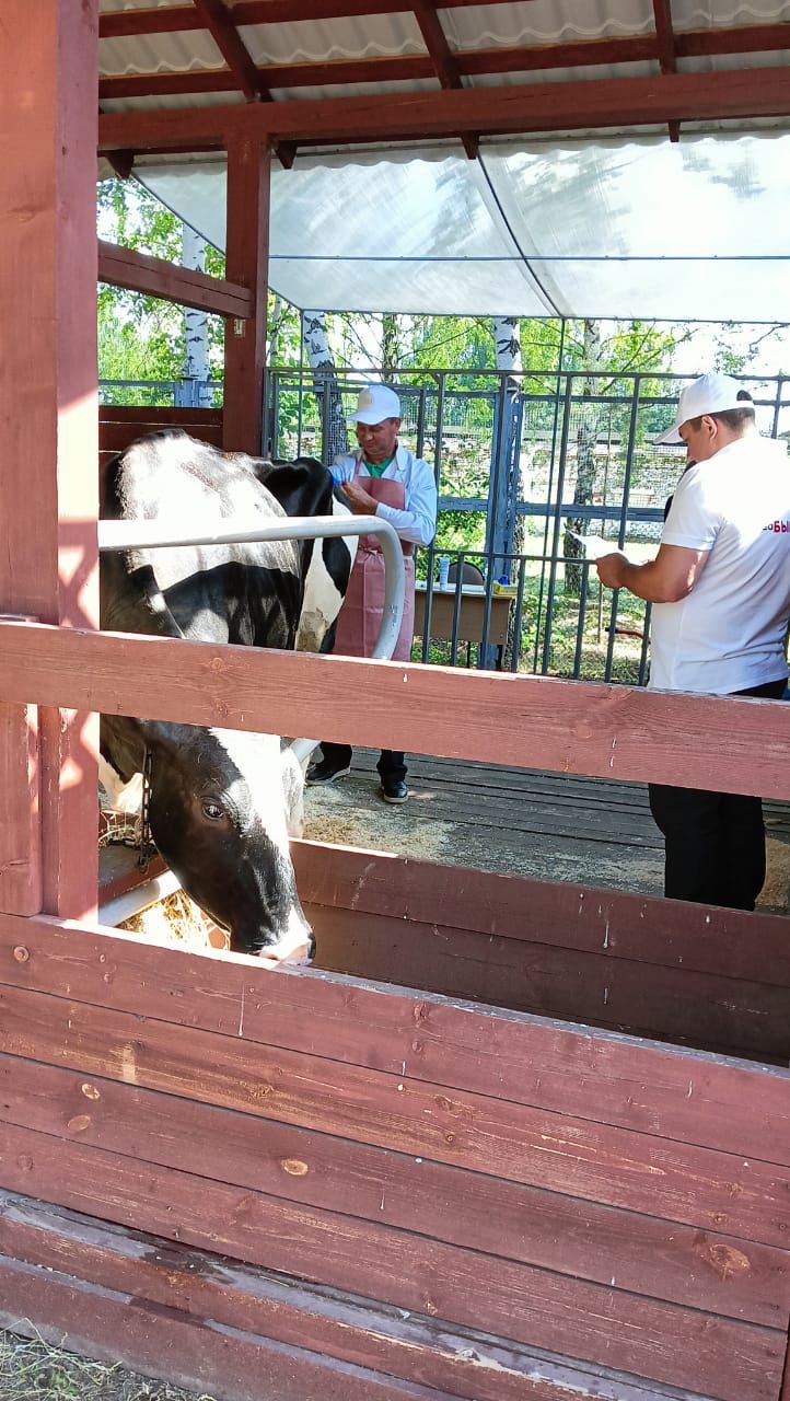 Аксубай районы белгечләре көтүне үрчетү буенча осталык күрсәттеләр