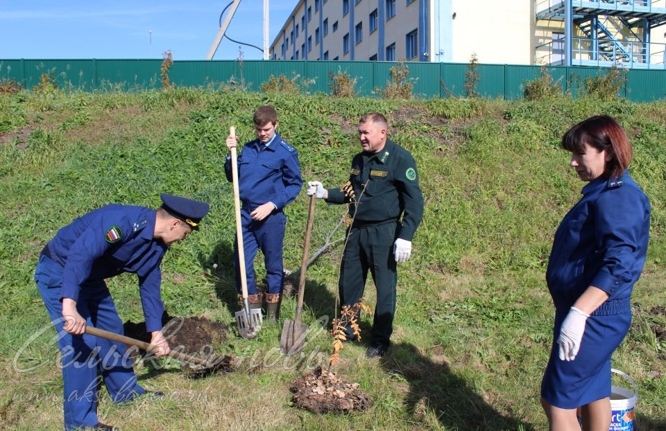 Аксубай прокуратурасы хезмәткәрләре “Хәтер бакчасы” акциясенә кушылды