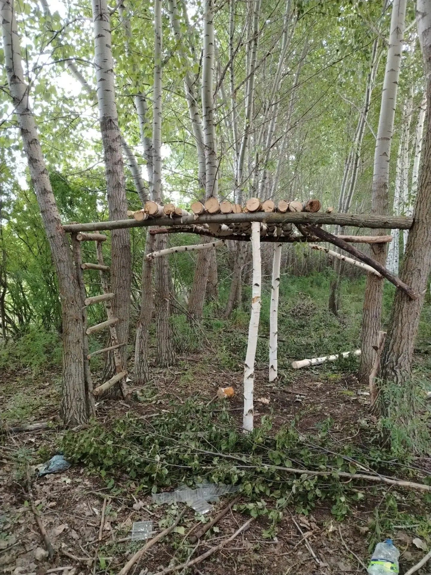 Яшь каеннардан алачык корган Аксубай «урман кисүчеләрен» зур штраф көтә