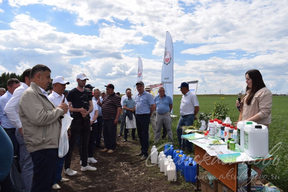 На аксубаевском поле инвесторы со всей республики решали судьбу урожая