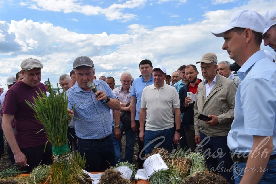 На аксубаевском поле инвесторы со всей республики решали судьбу урожая