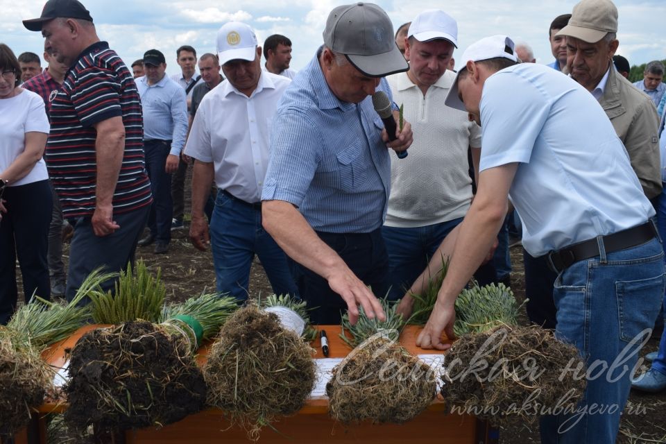 На аксубаевском поле инвесторы со всей республики решали судьбу урожая