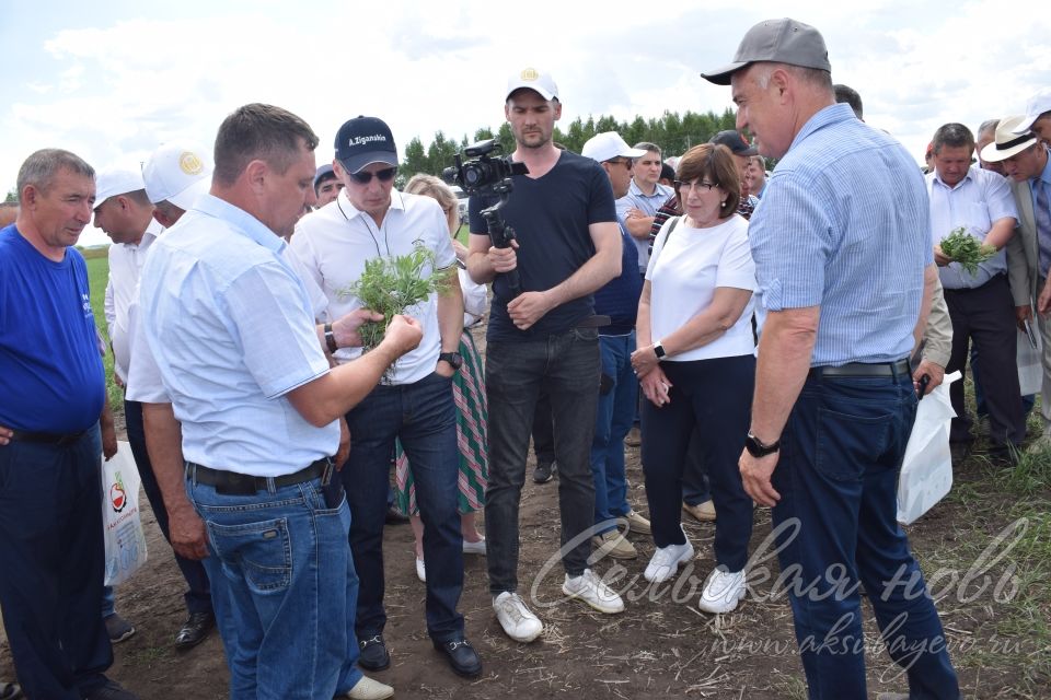 На аксубаевском поле инвесторы со всей республики решали судьбу урожая