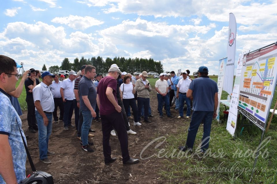 На аксубаевском поле инвесторы со всей республики решали судьбу урожая