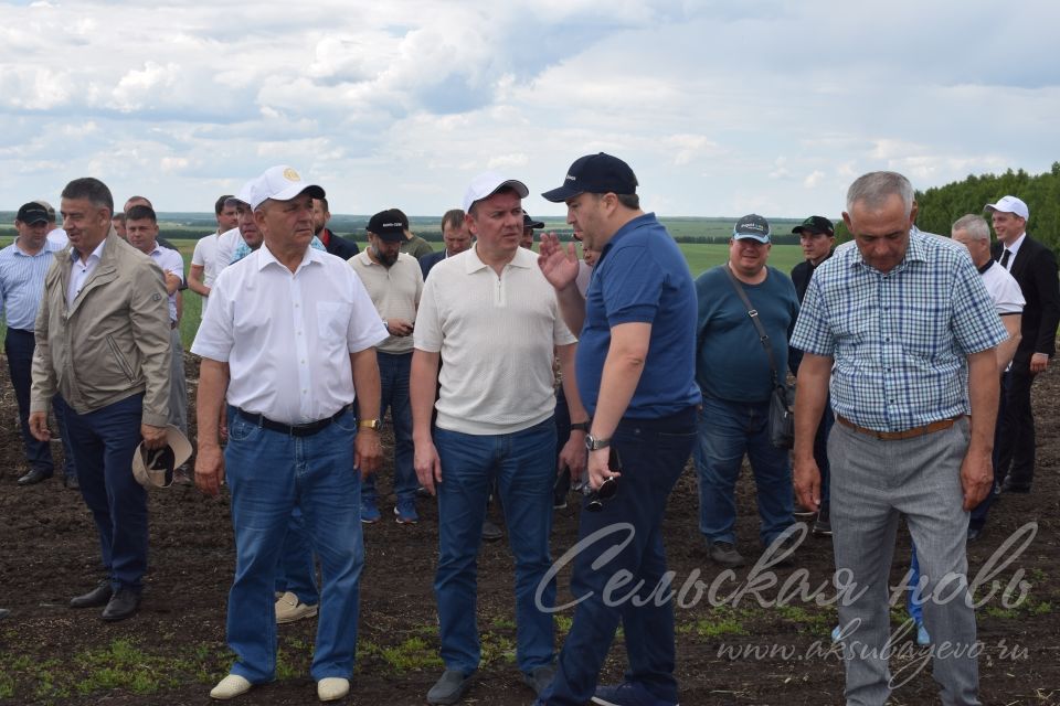 На аксубаевском поле инвесторы со всей республики решали судьбу урожая