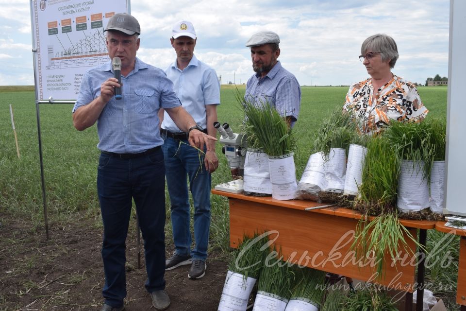 На аксубаевском поле инвесторы со всей республики решали судьбу урожая