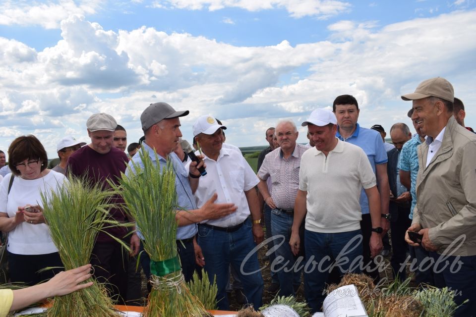 На аксубаевском поле инвесторы со всей республики решали судьбу урожая