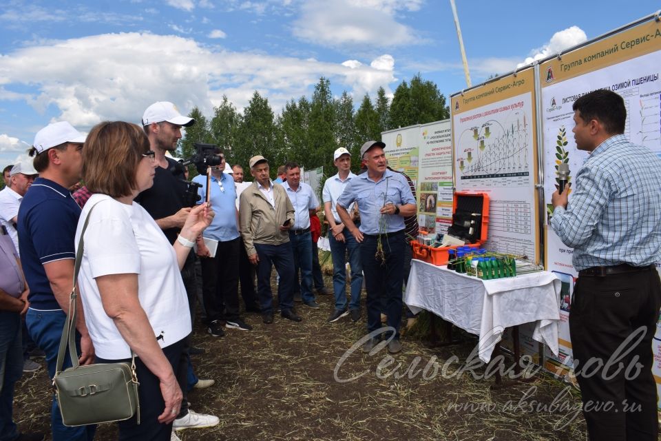 На аксубаевском поле инвесторы со всей республики решали судьбу урожая