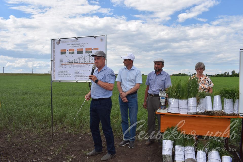 На аксубаевском поле инвесторы со всей республики решали судьбу урожая