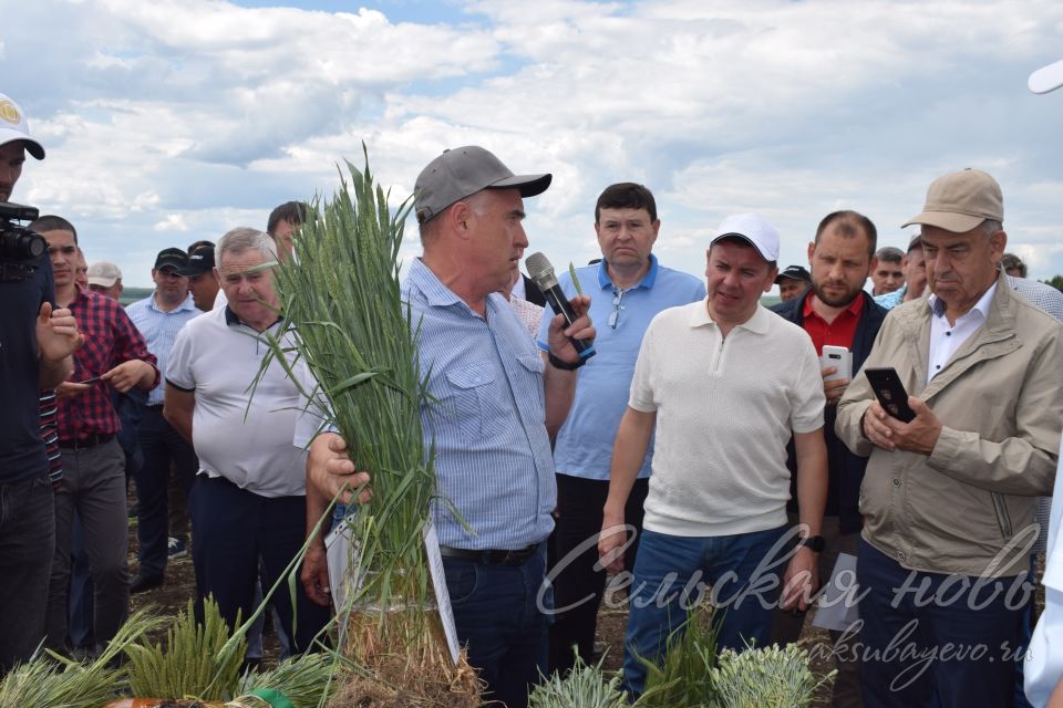 На аксубаевском поле инвесторы со всей республики решали судьбу урожая