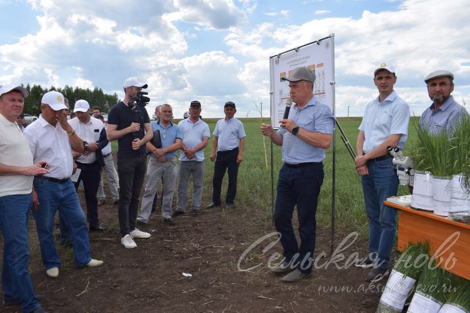 На аксубаевском поле инвесторы со всей республики решали судьбу урожая