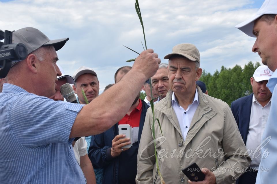 На аксубаевском поле инвесторы со всей республики решали судьбу урожая