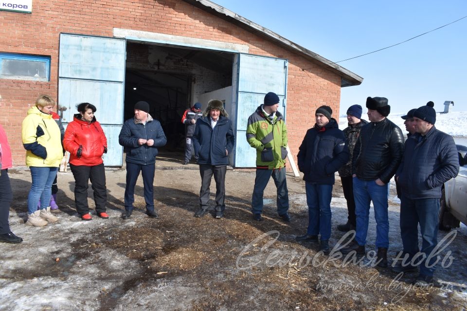 Аксубаевские фермеры и специалисты анализировали работу животноводства