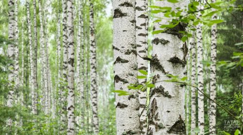 Татарстанда урманнарны янгынга каршы төзекләндерү тулысынча төгәлләнде