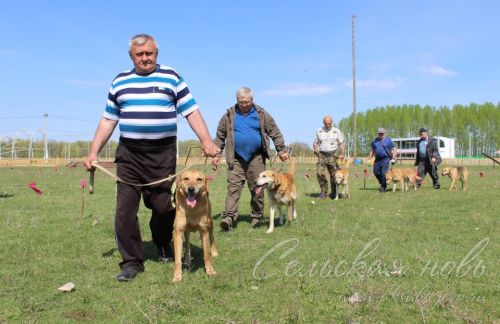Аксубайда ХХ ау этләре күргәзмәсе узды