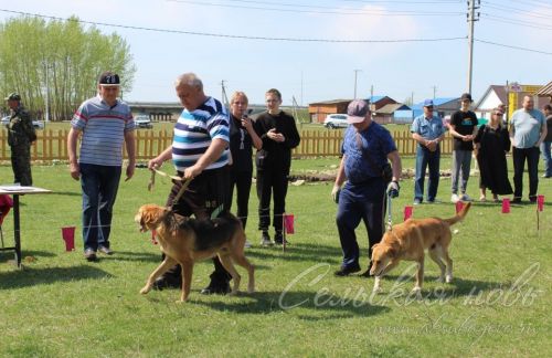 Аксубайда ХХ ау этләре күргәзмәсе узды